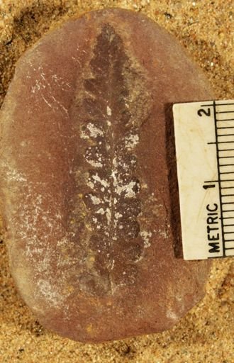 Pecopteris