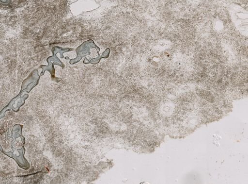 Pseudoceratina purpurea
