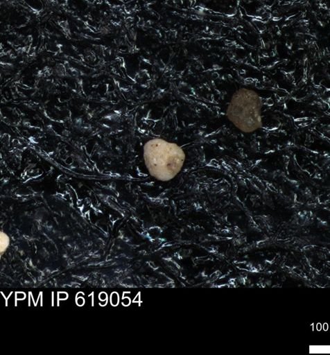 undet. Foraminiferida