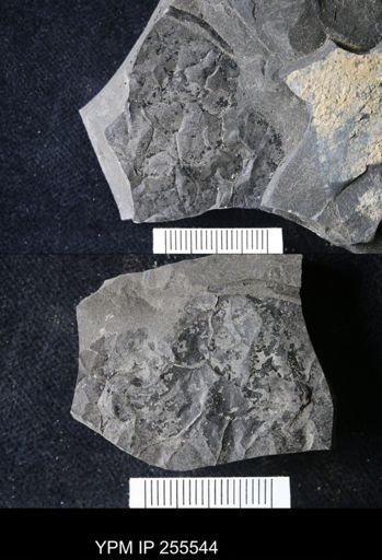 Eurypterus sp.