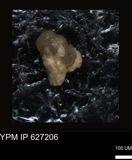 undet. Foraminiferida