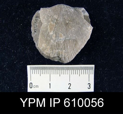 Stropheodonta concava