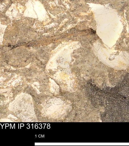 undet. Gastropoda
