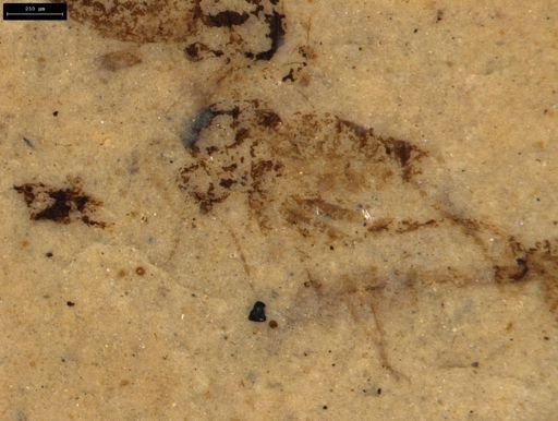 undet. Diptera