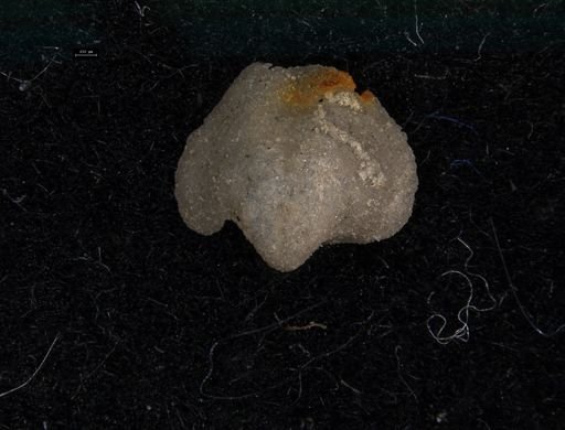 Ambocoelia plicata