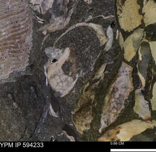undet. Bivalvia