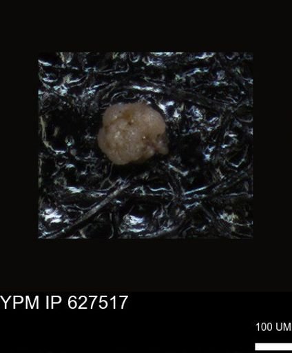 undet. Foraminiferida