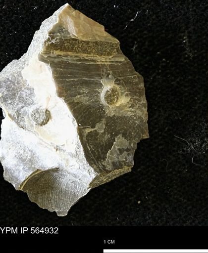 undet. Mollusca
