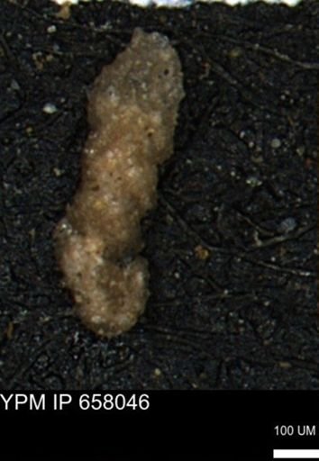 Ammobaculites obliquus