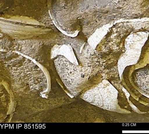Limopsis striatopunctatus