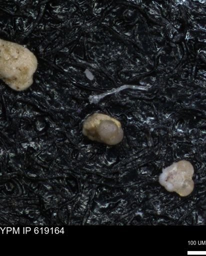 undet. Foraminiferida