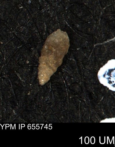 Verneuilina canadensis