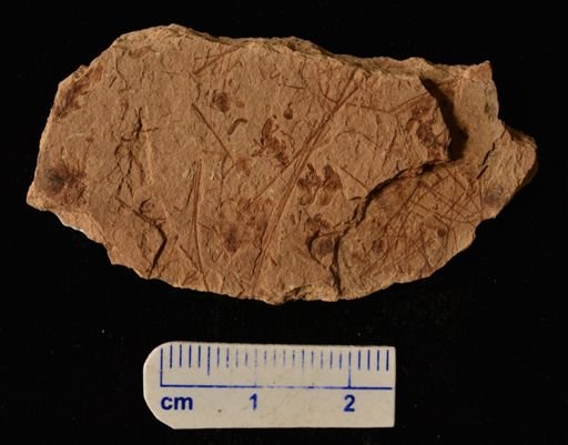 Azolla primaeva