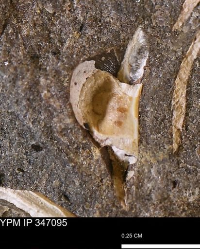 undet. Bivalvia