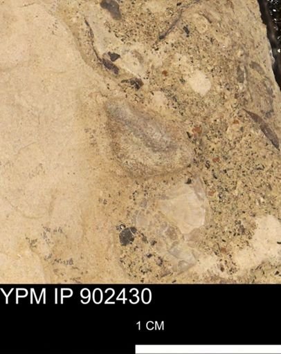 undet. Mollusca