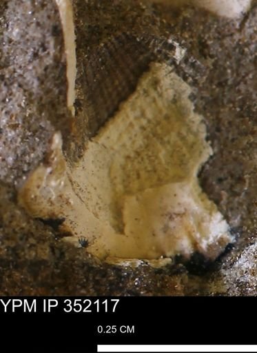 Parallelodon (Cosmetodon) sp.
