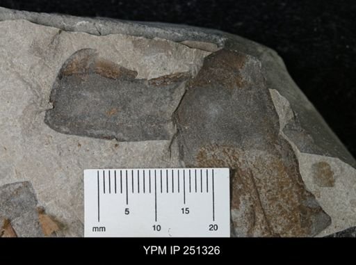 undet. Eurypterida