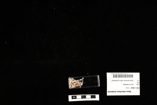 Rana clamitans melanota