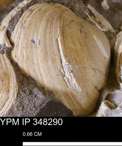Limopsis striatopunctatus