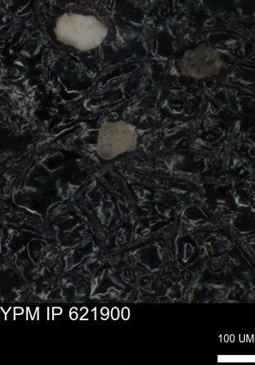 undet. Foraminiferida