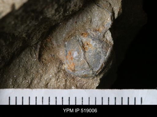 undet. Brachiopoda