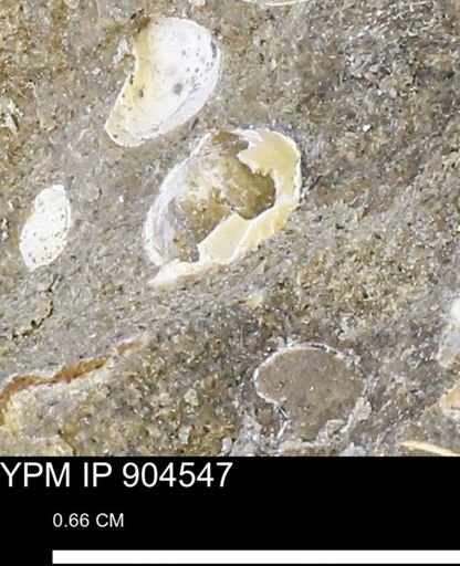 undet. Bivalvia