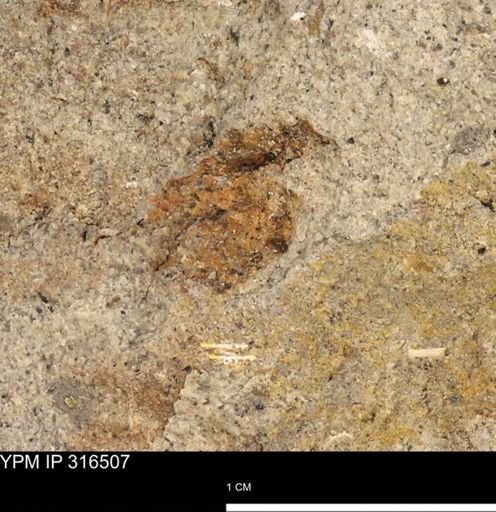 undet. Mollusca