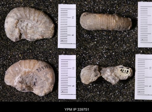 Scaphites whitfieldi