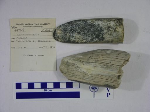 Gomphotherium sp.