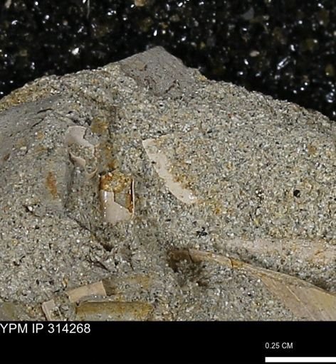 undet. Scaphopoda