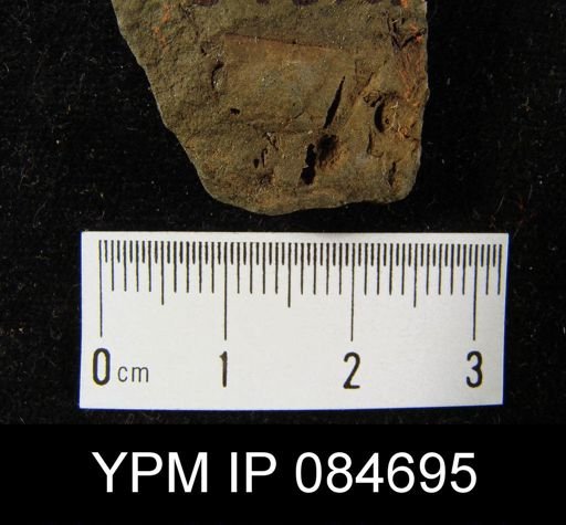 Sowerbyella cf. transversalis