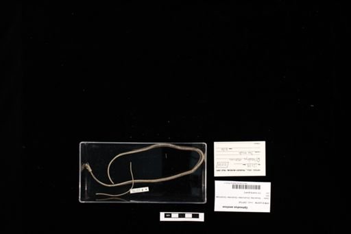 Opheodrys aestivus