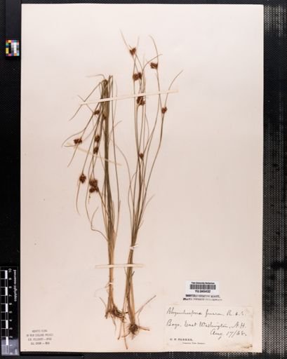 Rhynchospora fusca