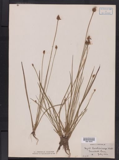 Plantae
