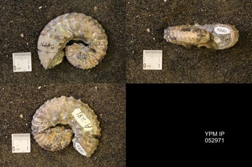 Discoscaphites gulosus