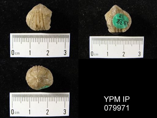 Uncinulus nucleolatus