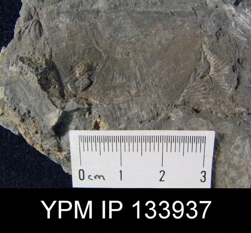 Stropheodonta junia