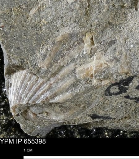 Bivalvia
