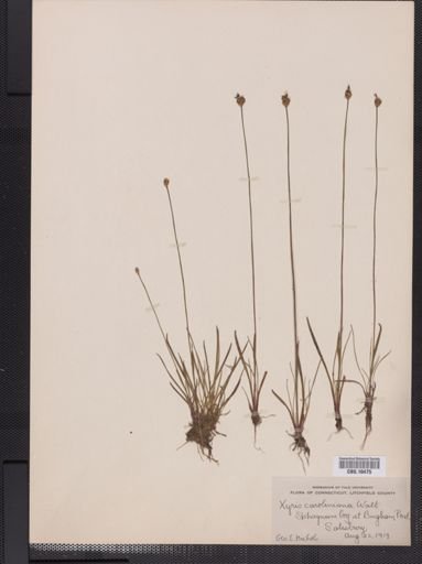 Plantae
