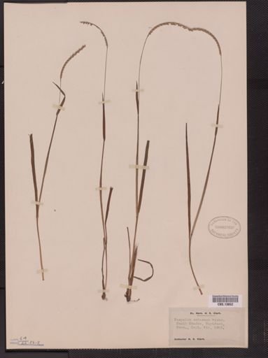Paspalum setaceum