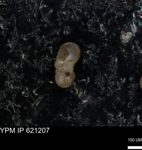 undet. Foraminiferida