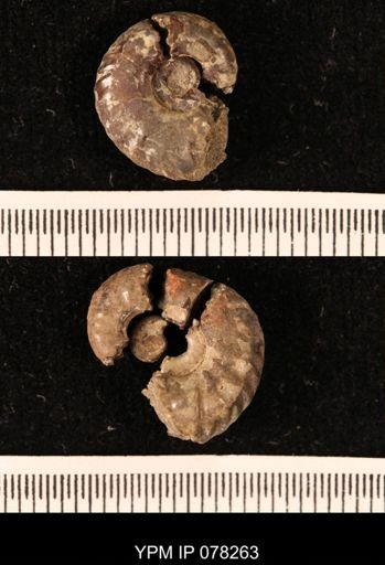 Hoploscaphites comprimus