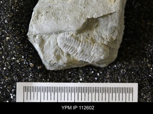 Calymene callicephala