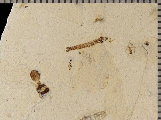 undet. Tipulidae