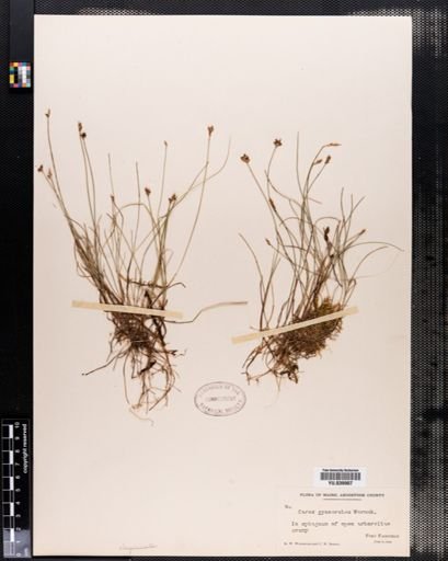 Carex