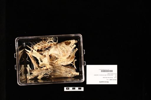Morone saxatilis