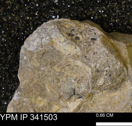 Scaphites sp.