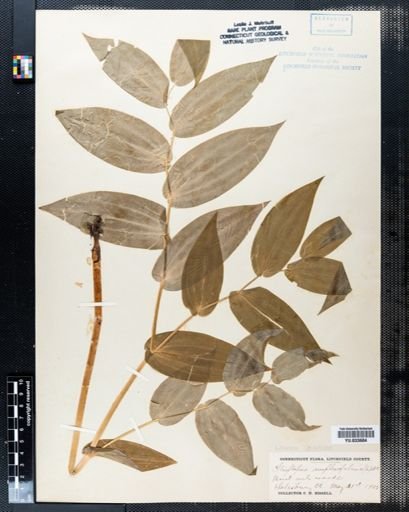 Streptopus amplexifolius