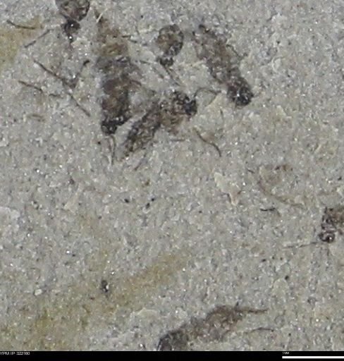 undet. Insecta