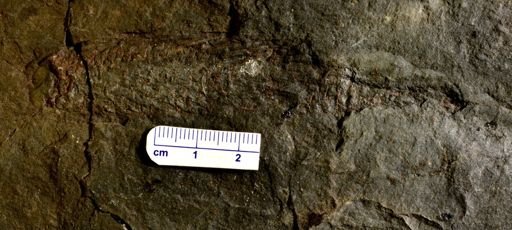 Lepidostrobus sp.